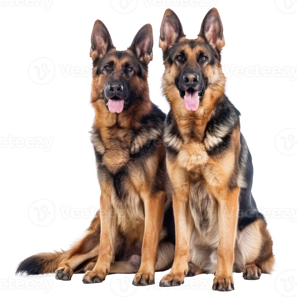 German Shepherds full body isolate on transparency background png