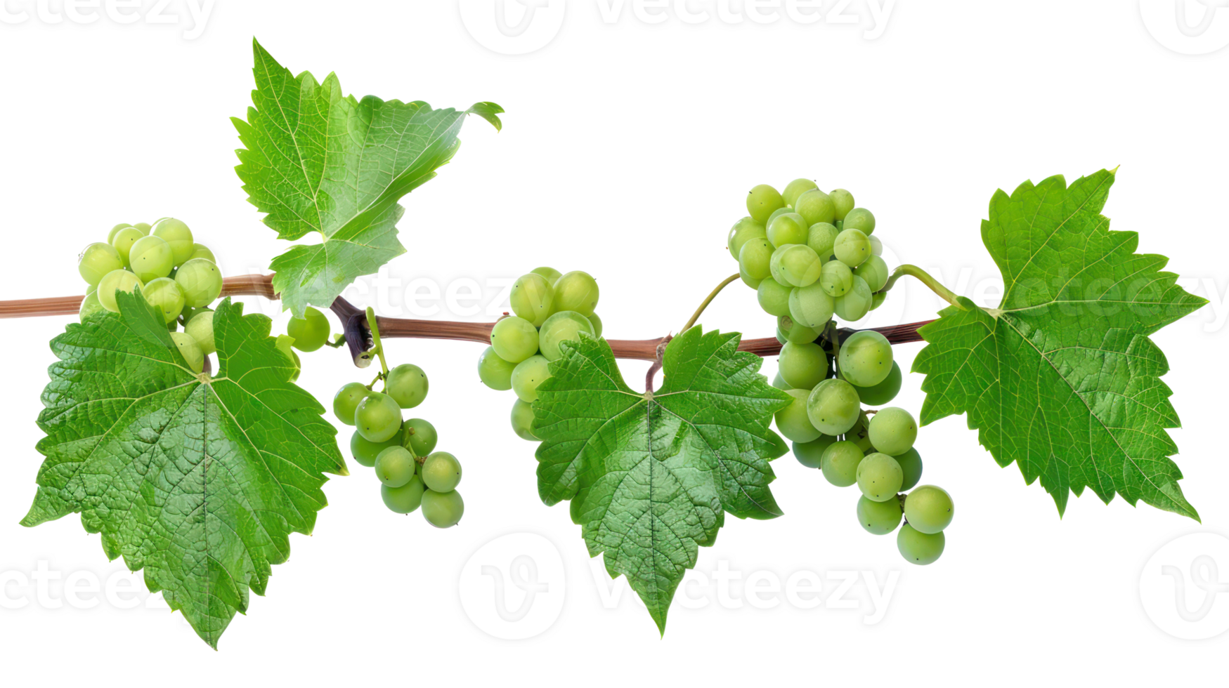 Bush grape vine isolate on transparency background png