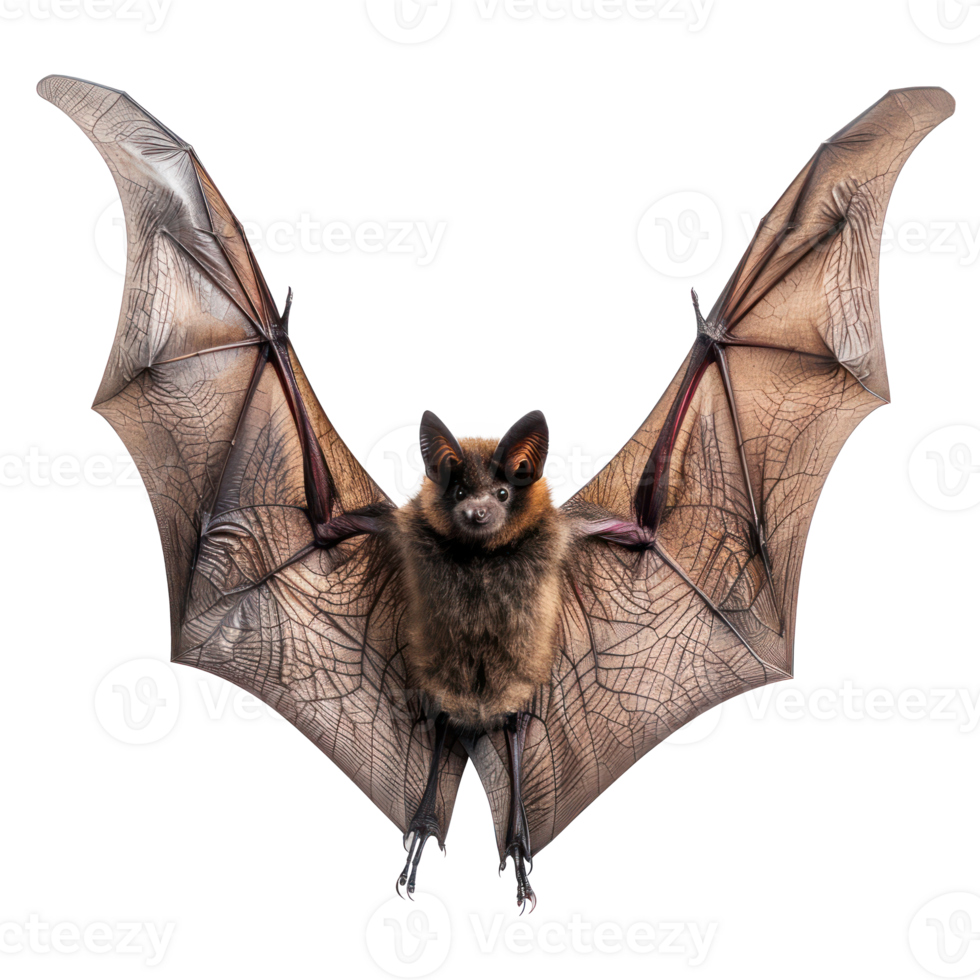 Bat full body isolate on transparency background png