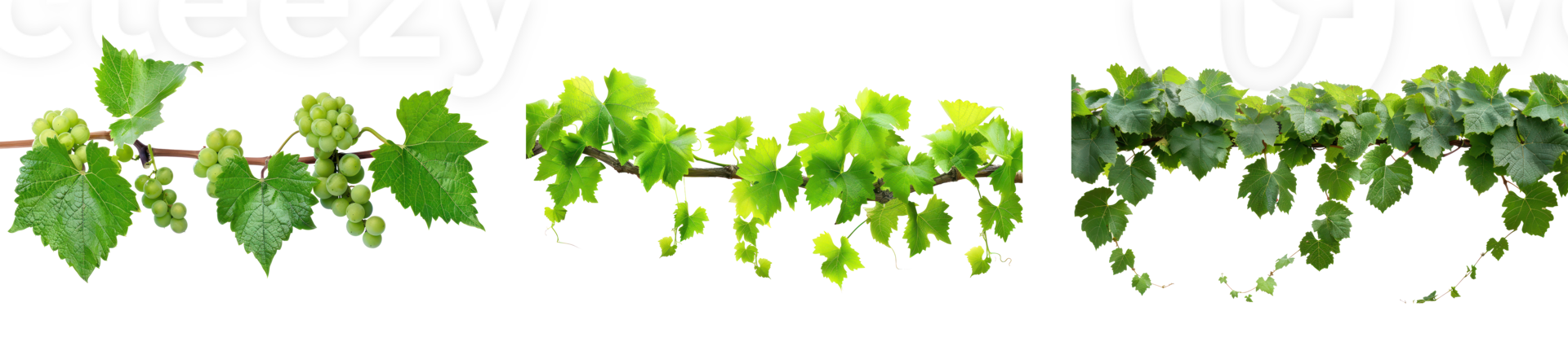 Bush grape vine isolate on transparency background png
