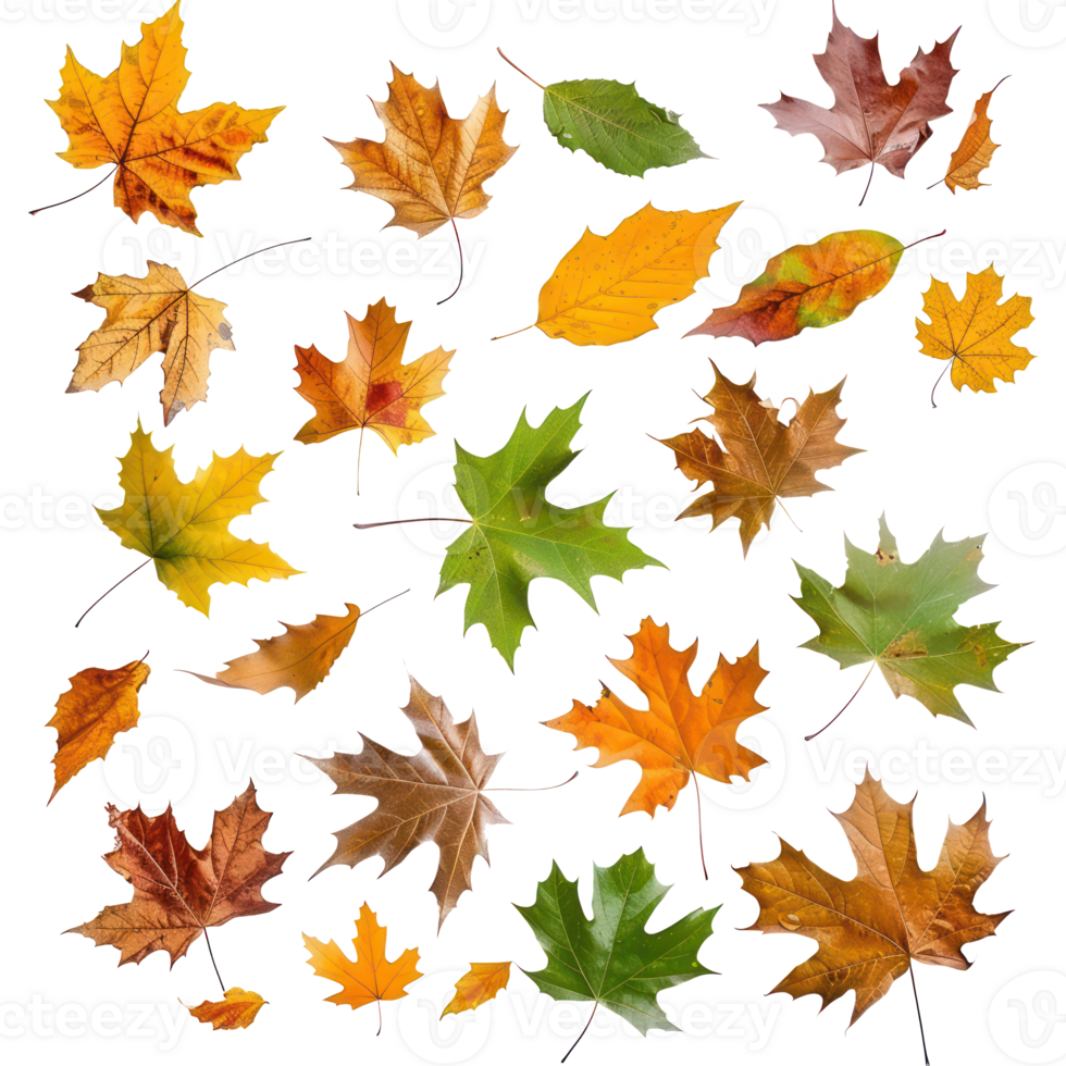 floating Maple and oak autumn leaves friesisolate on transparency background png