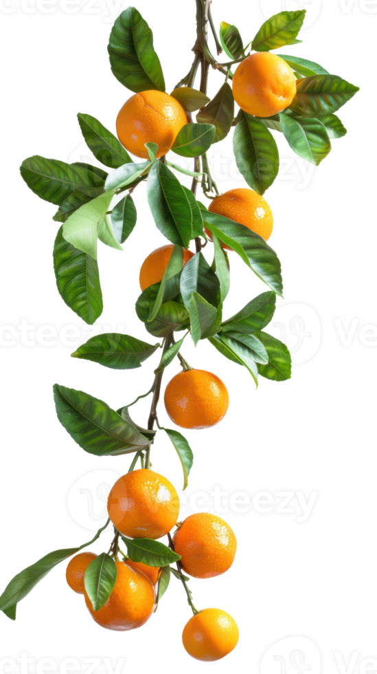 Tangerines on branch isolate on transparency background png