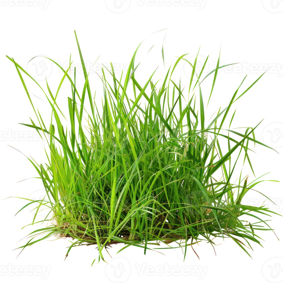 floated grass lawn isolate on transparency background png