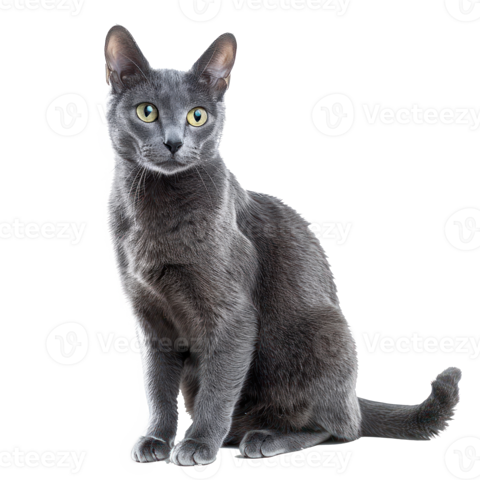 Russian Blues cat front view full body isolate on transparency background png