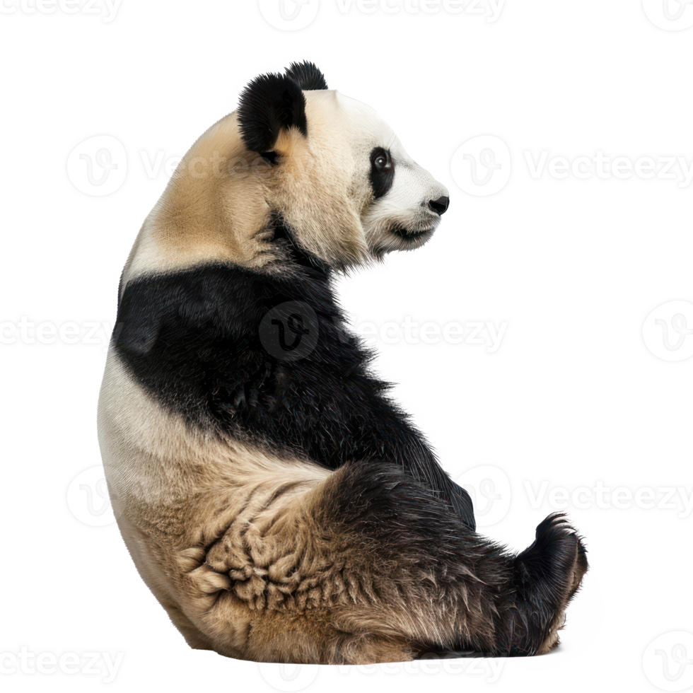 Giant Panda side view full body isolate on transparency background png