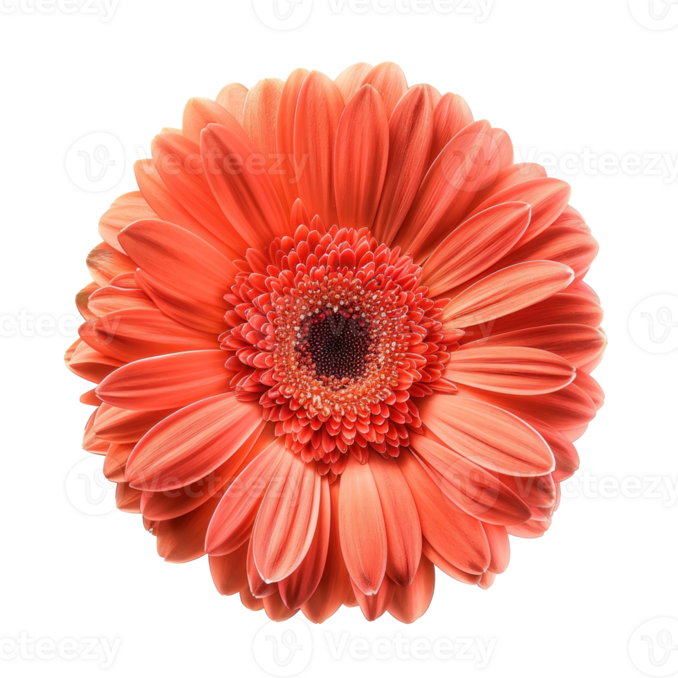 Gerbera Daisy flower front view full length isolate on transparency background png