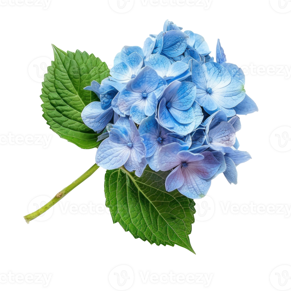 Hydrangea flower isolate on transparency background png