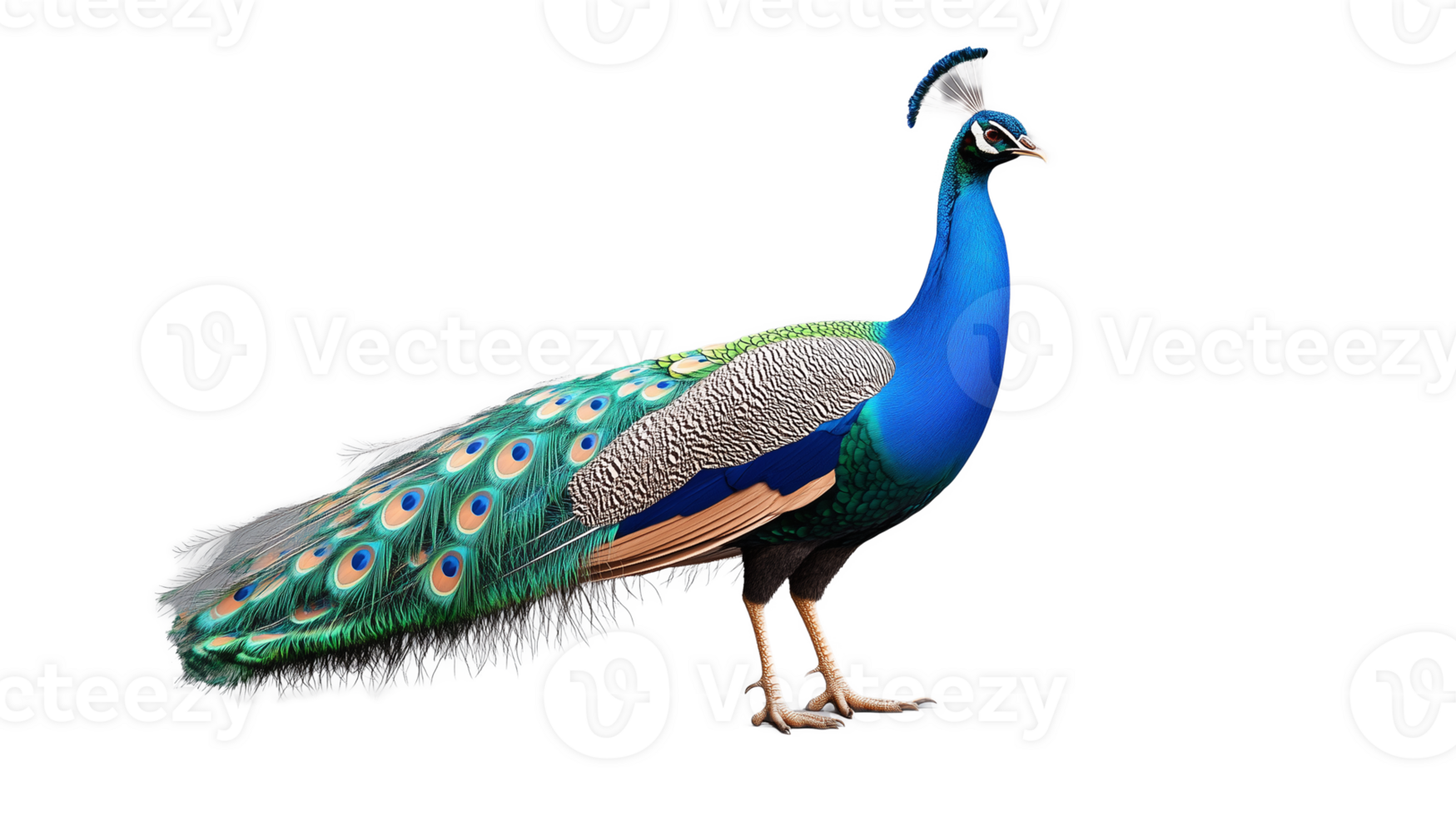 Side view of peacock with long tail on transparent background png