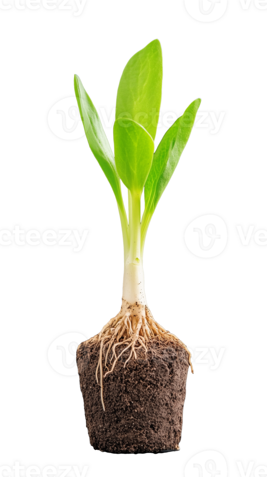 Young plant seedling with soil isolated on transparent background png