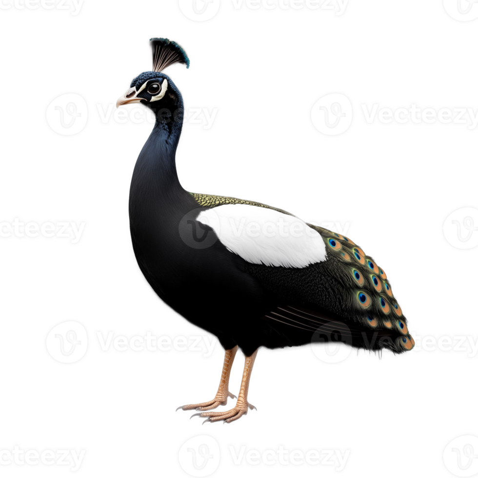 Black and white peacock standing isolated on transparent background png
