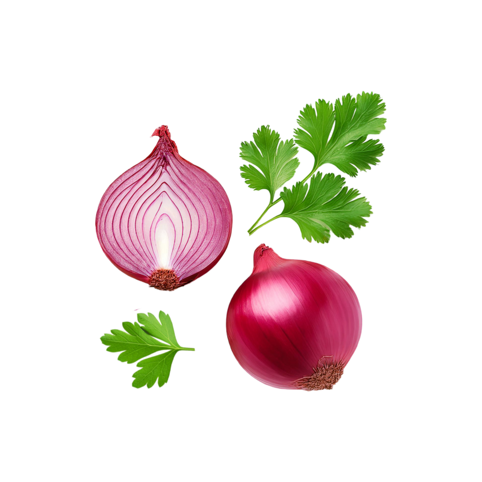 Onion with coriander leaf on transparent background png