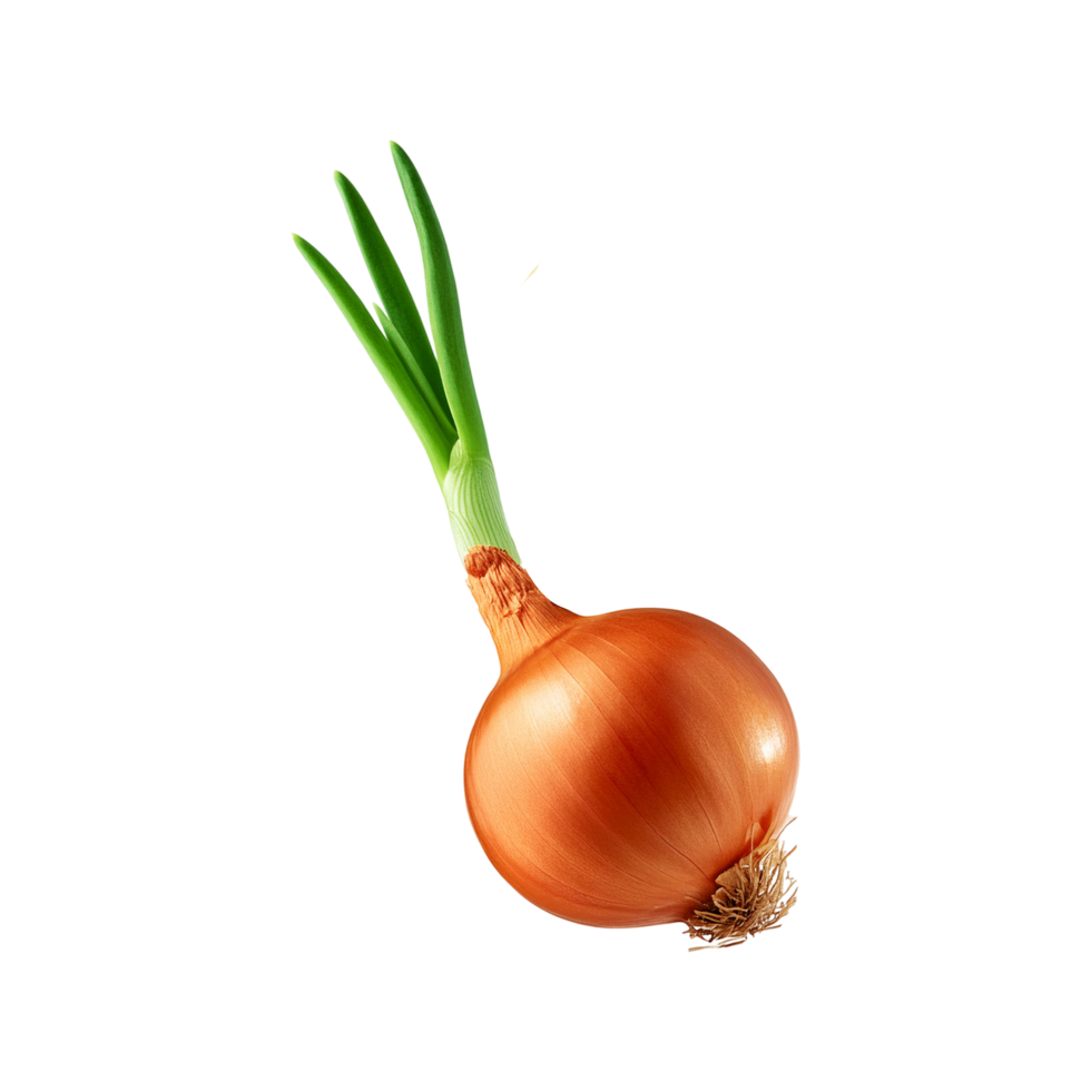 Whole onion vegetable on transparent background png