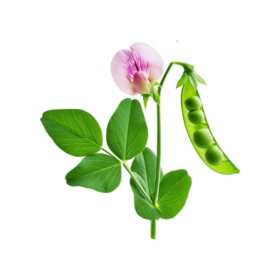 Green pea vegetable branch on transparent background png