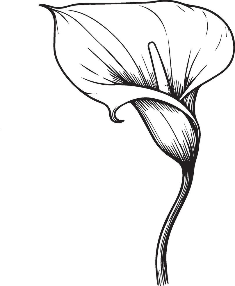 simple flower coloring pages, Coloring pages for kids, hand drawing calla flower sketch art of, blossom calla flower line art illustration, floral garden for beautiful calla flower vector