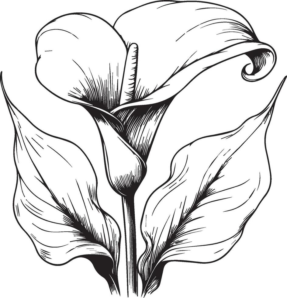 Calla flower pencil art, Black and white outline coloring page and book for adults and children flower iris flower, with leaves hand drawn engraved ink illustration artistic design vector