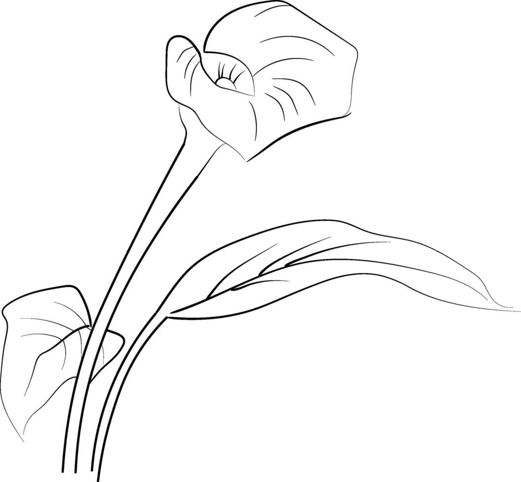 Calla flower art, illustration of a font view calla flower in hand-drawn botanical summer elements natural collection, calla line art for coloring page, calla flower outline vector