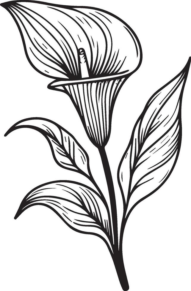 sketch of iris flowers, calla flower line drawings, hand-painted calla flower wall art, botanical iris flower wall art, simple calla flower drawings, calla lily outline drawing, calla flwoer line art vector