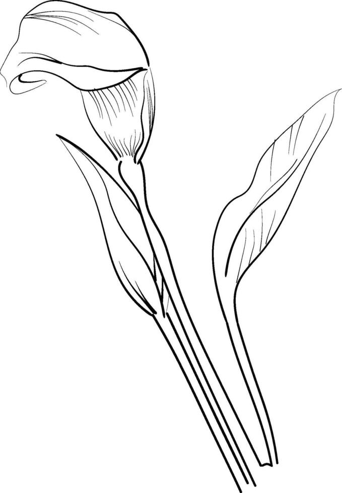 simple flower coloring pages, Coloring pages for kids, hand drawing calla flower sketch art of, blossom calla flower line art illustration, floral garden for beautiful calla flower vector