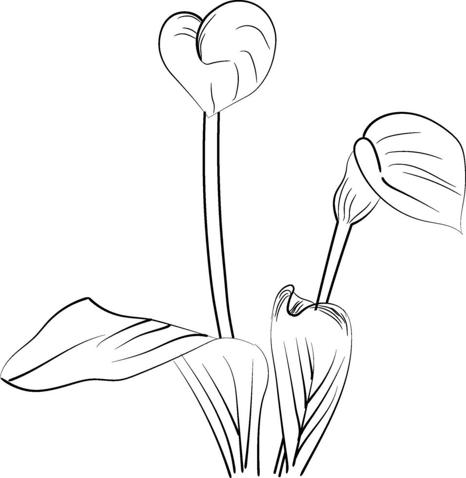 Calla flower art, illustration of a font view calla flower in hand-drawn botanical summer elements natural collection, calla line art for coloring page, calla flower outline vector