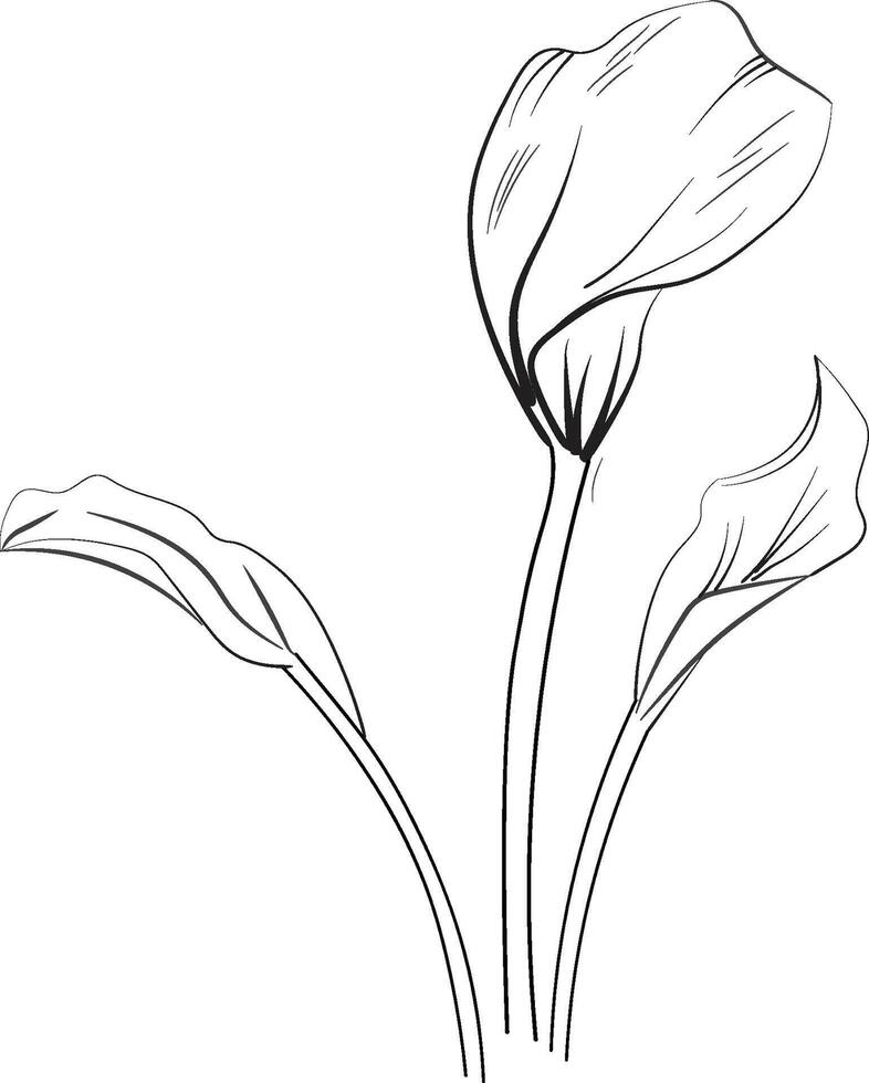 Calla flower art, elements summer collection, hand-painted iris wall decor, sketch, pencil art fresh calla flower, Minimalist calla flower tattoo design, call birth flower line art vector