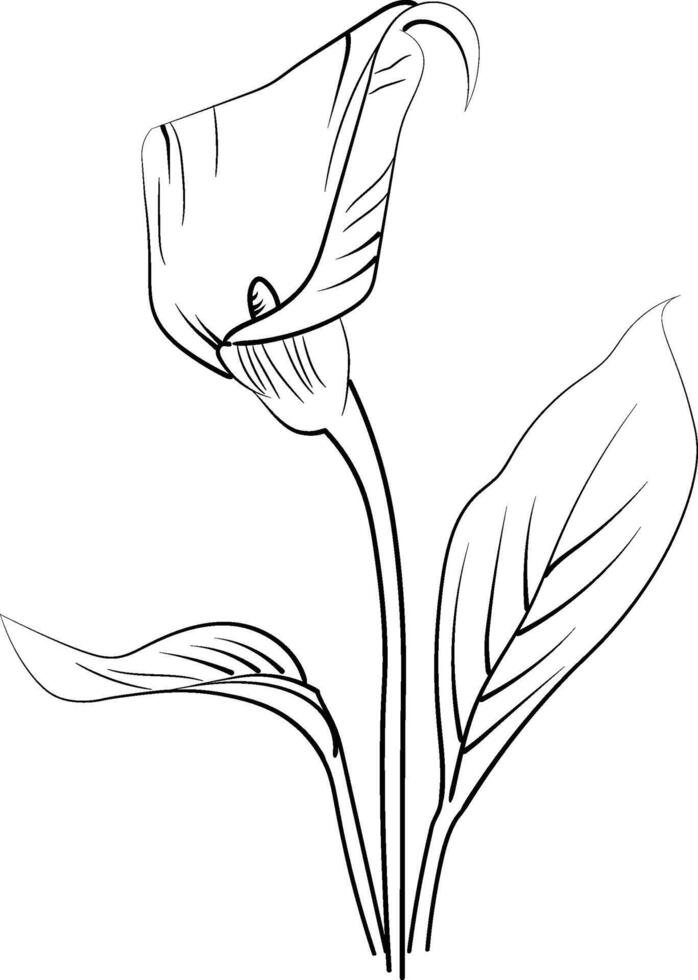 Calla flowers illustration coloring page, simplicity, Embellishment, monochrome, art, Outline print with blossoms calla flower, calla bouquet leaves, and buds, colla tattoo drawing vector