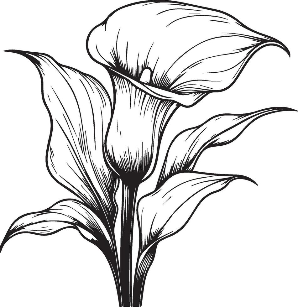 calla flowers coloring page, simplicity, Embellishment, monochrome, art, Outline print with blossoms calla, leaves, and buds calla flowers tattoos, Ornate contour calla plant vector