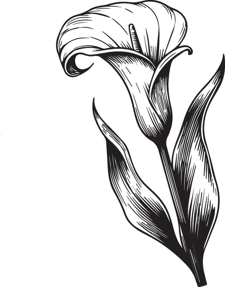 Calla flower design for card or print. hand-painted calla flower illustration isolated on white, engraved ink art floral coloring pages, and books for print, pretty flower coloring pages vector