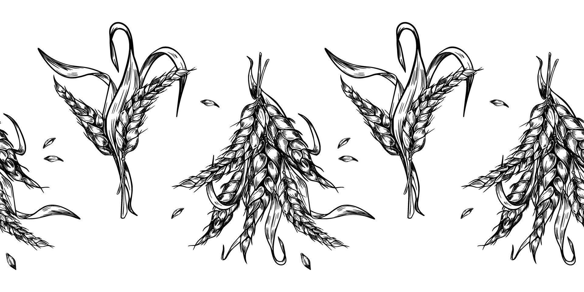 Seamless border of bunch wheat ear with dry herb and grains black white graphic isolated. Spikelet rye, barley stalks monochrome hand drawn botanical banner for design natural product, bakery vector