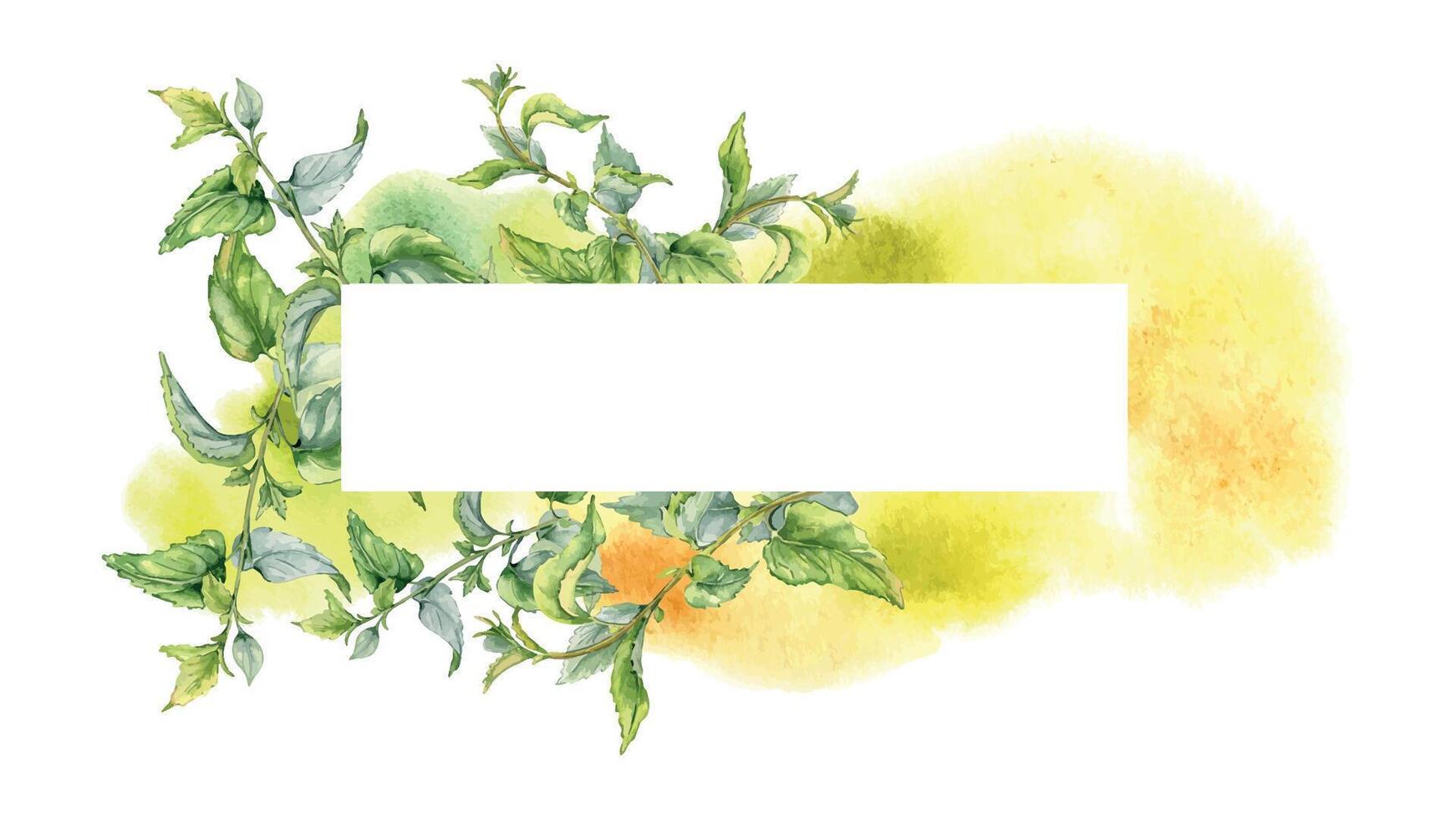 Frame with nettle on watercolor backdrop isolated on white. Illustration of the medicinal plant Urticaria dioica. Board of stinging plant with green leaf hand drawn. For label, packaging, apothecary vector