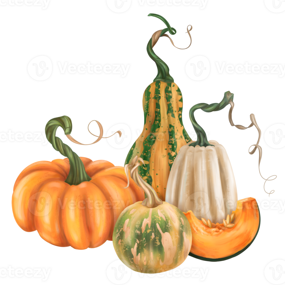 Fall composition of ripe pumpkin. Orange, green, yellow, white elements. Fresh farm vegetables, healthy food. Garden plants, agriculture. Isolated illustration. Element of design printing, packaging png