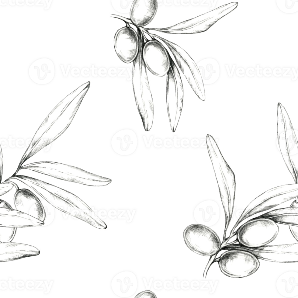 Olive branches with olives, delicately sketched in pencil, Minimalistic seamless pattern illustration. Great for fabric designs, home decor, or packaging with a natural, clean aesthetic png