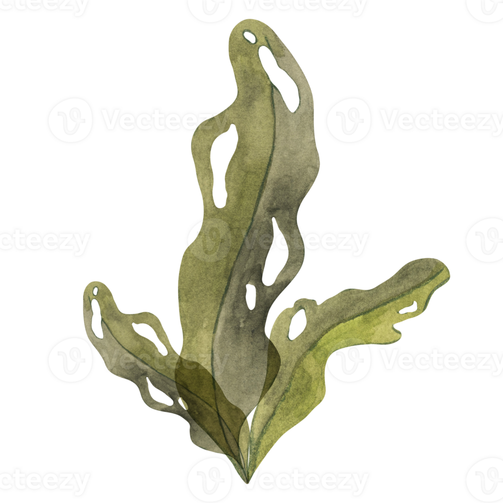 Deep green watercolor seaweed clipart with flowing leaves. Brown kelp, fucus algae, isolated illustration for adding an organic touch to marine-themed designs, packaging, superfood png