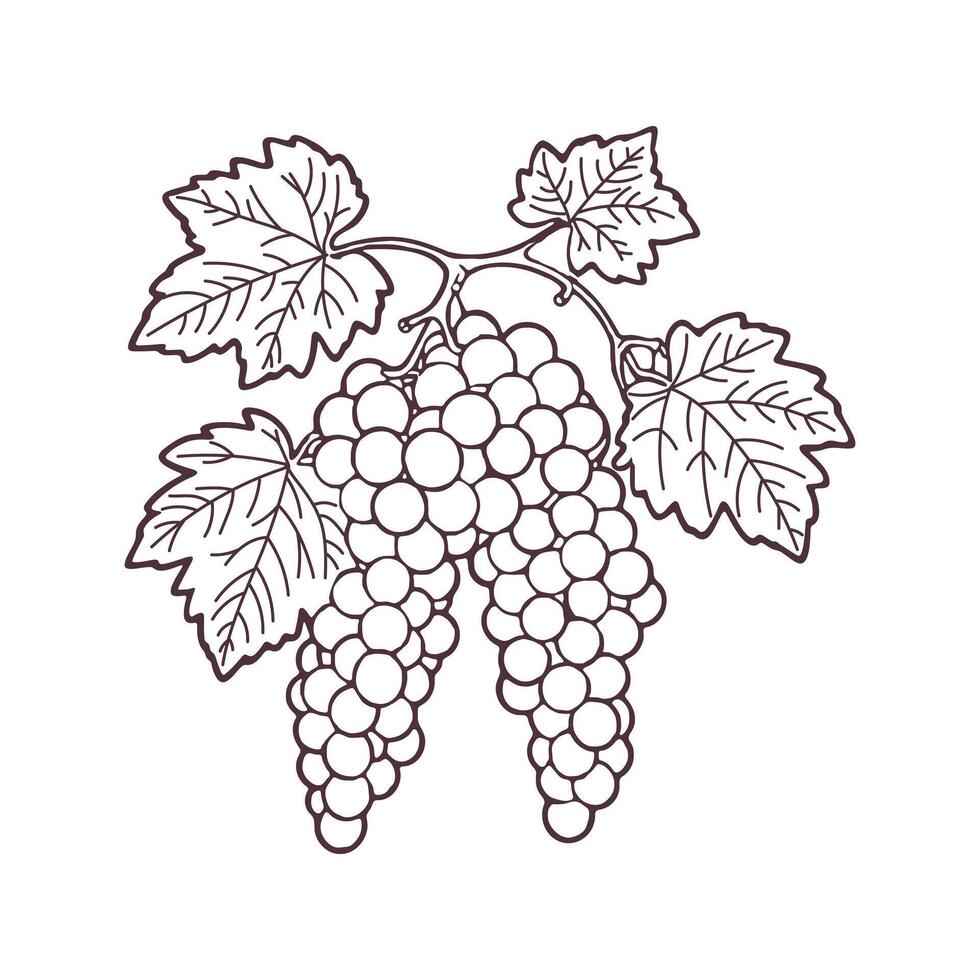 Bunch of grapes with leaves, sketch, outline drawing. Hand drawn illustration. vector