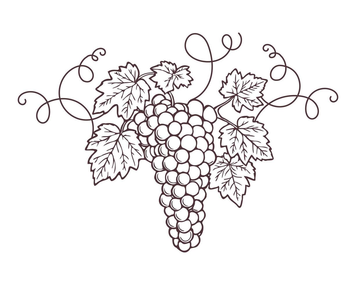 Bunch of grapes with leaves, sketch, outline drawing. Hand drawn illustration on white background. vector