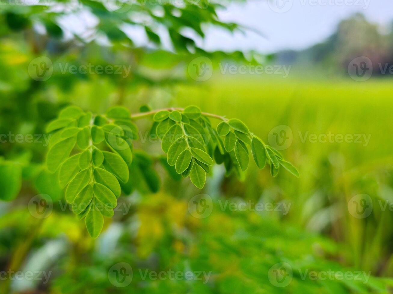 Nature tree leaves creeper flower wallpaper background photo