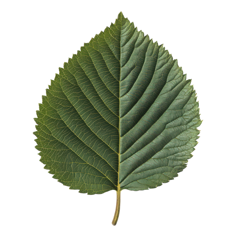 Half green leaf showcasing vibrant textures and patterns png