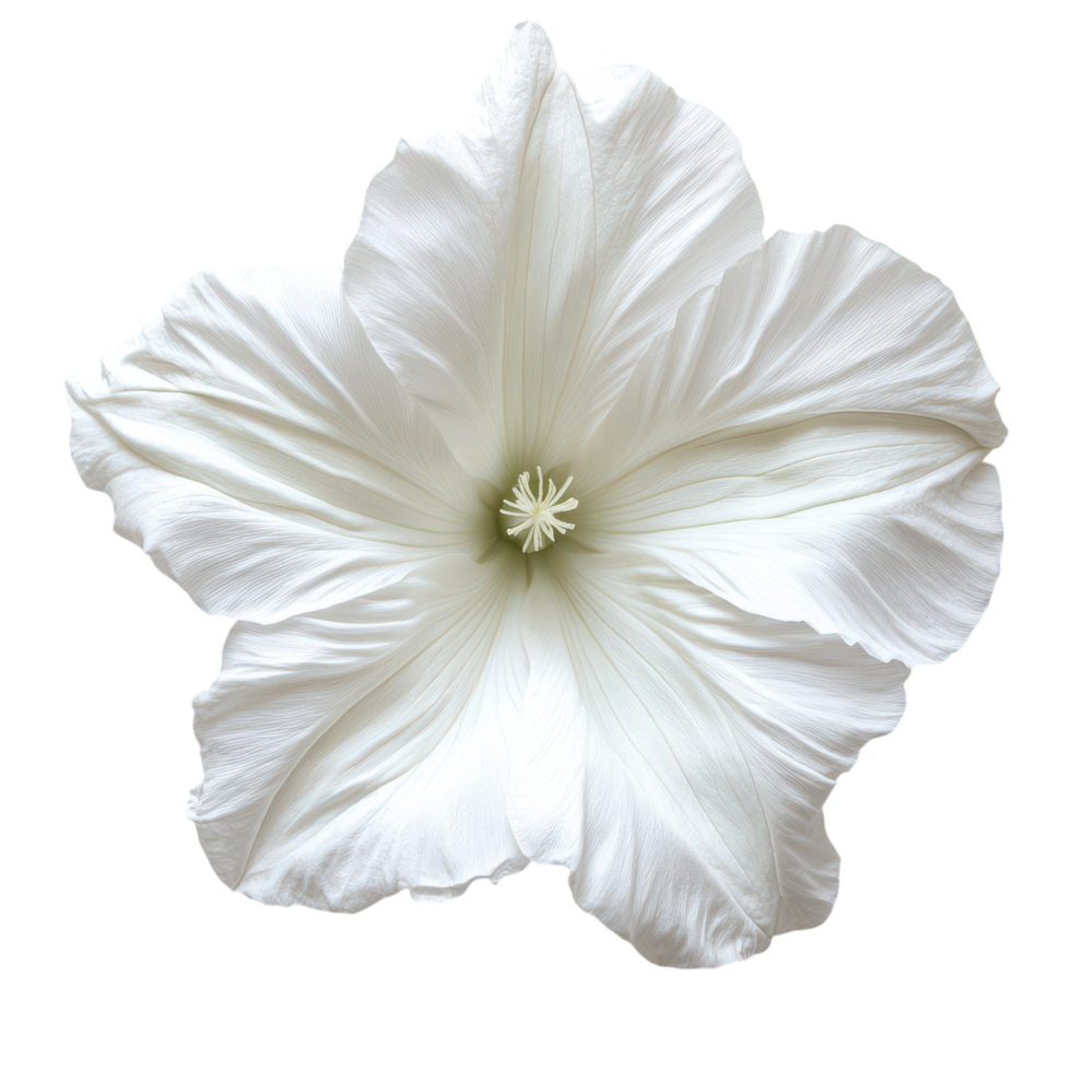 Delicate white hibiscus flower resting elegantly on a soft surface png