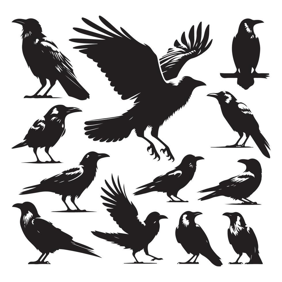Series of crow silhouettes outlined on a white background vector