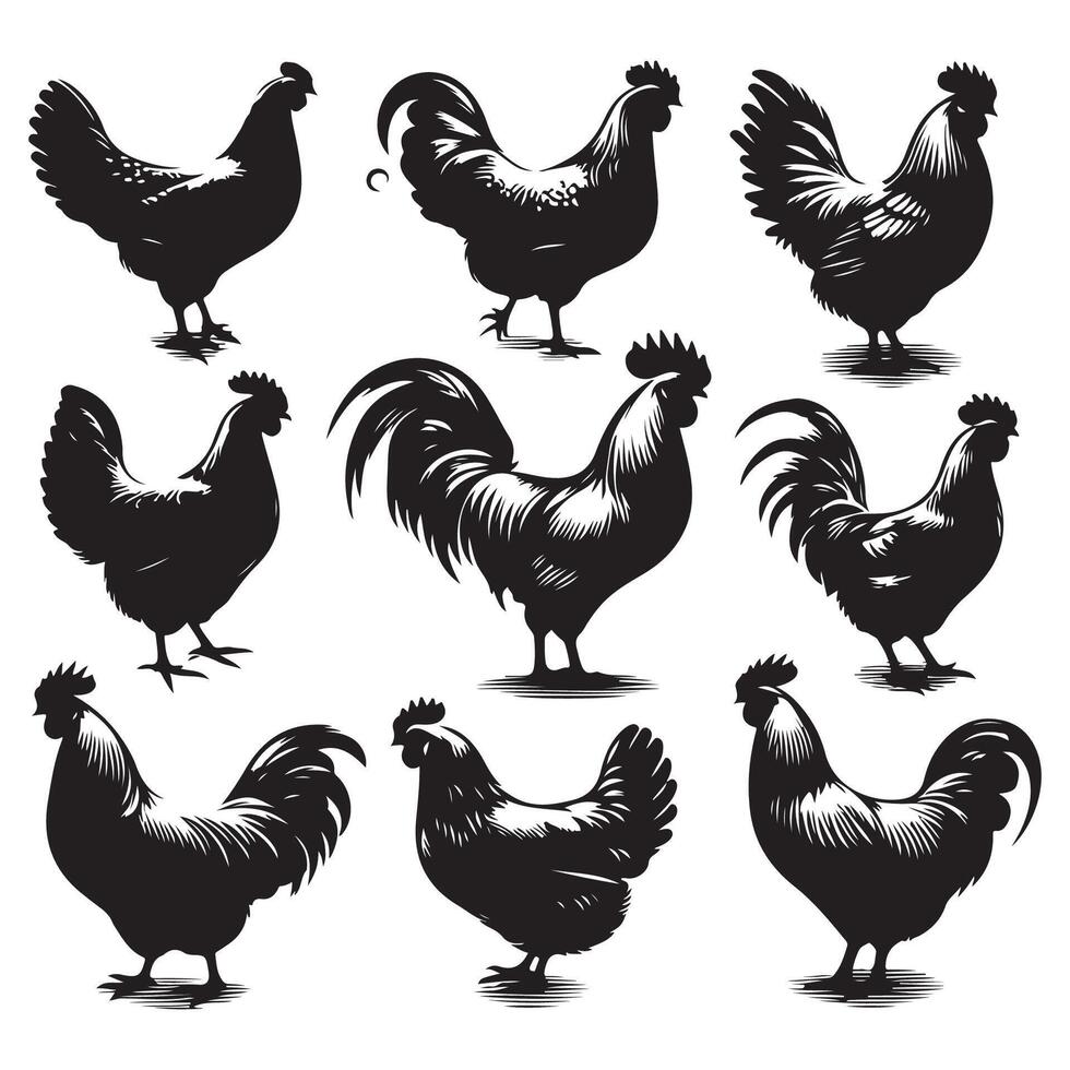Batch of chicken silhouettes highlighted on a white surface vector