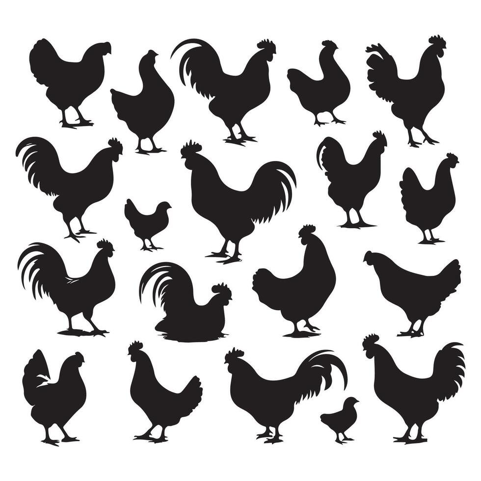 Batch of chicken silhouettes illustrated on a white canvas vector