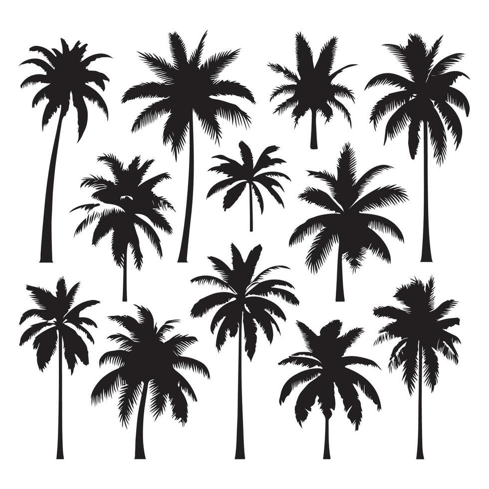 Set of palm tree contours highlighted on a clean white canvas vector