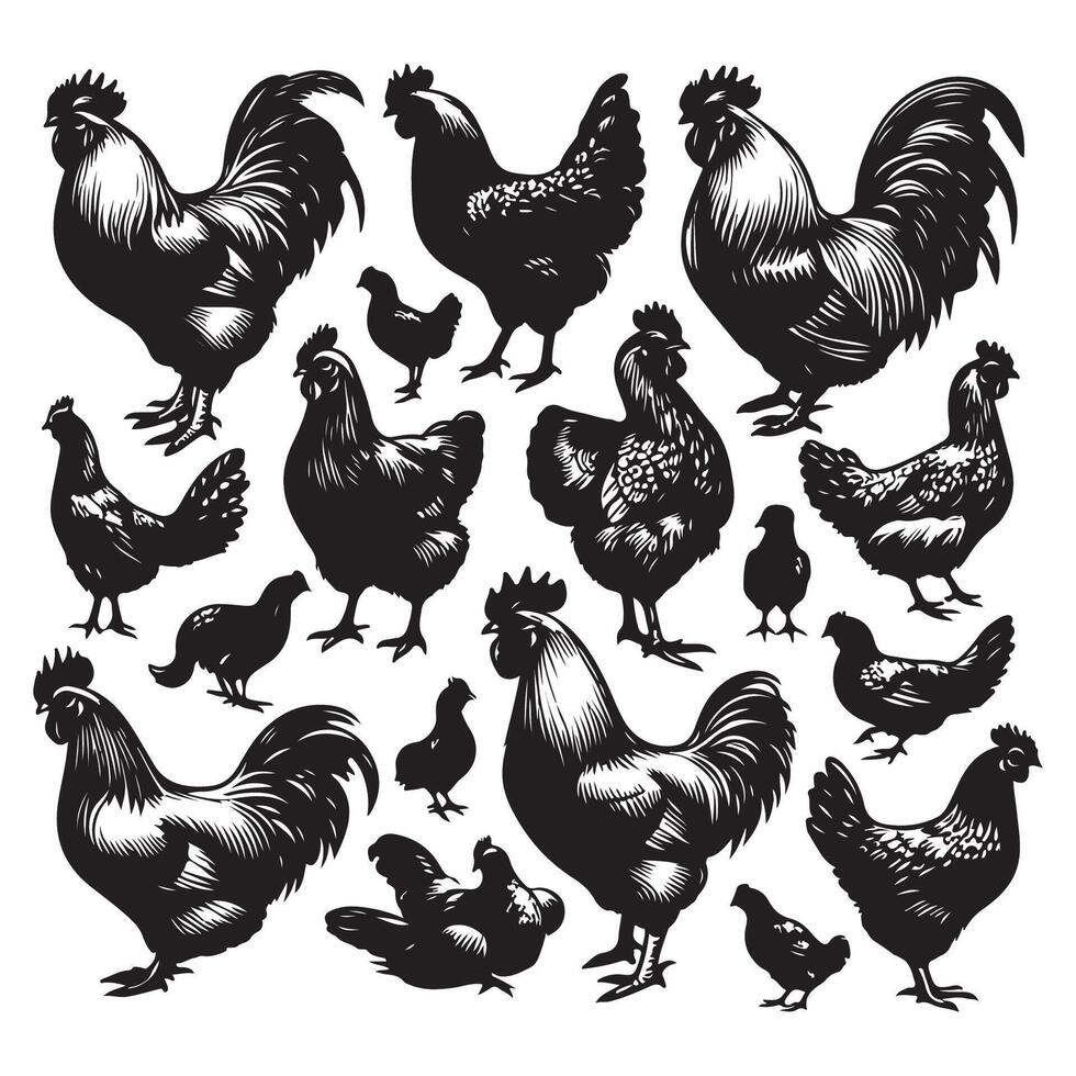 Assortment of chicken silhouettes vector
