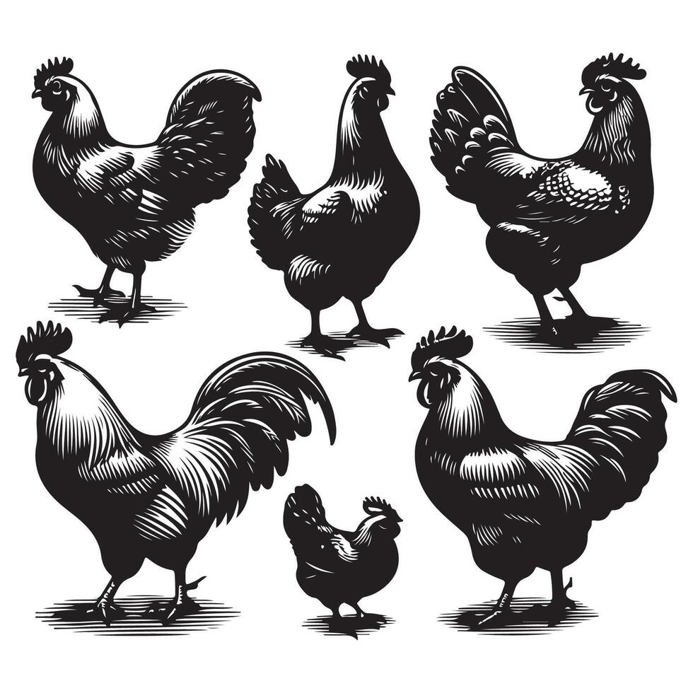 Set of chicken silhouettes vector
