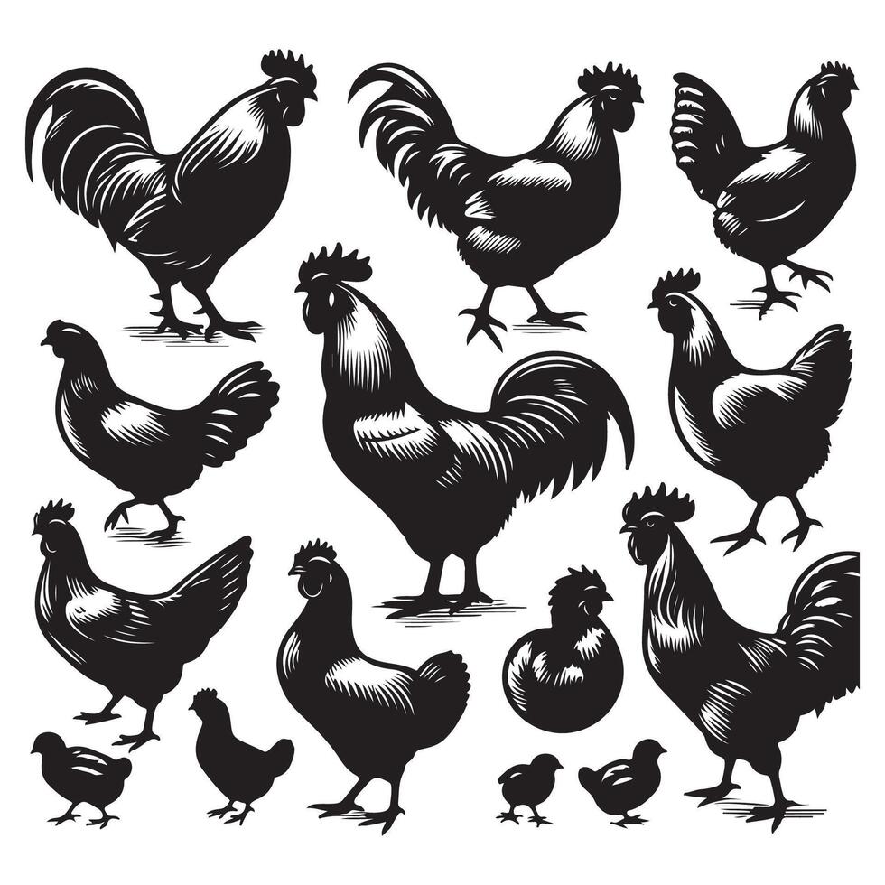 Bundle of chicken silhouettes vector