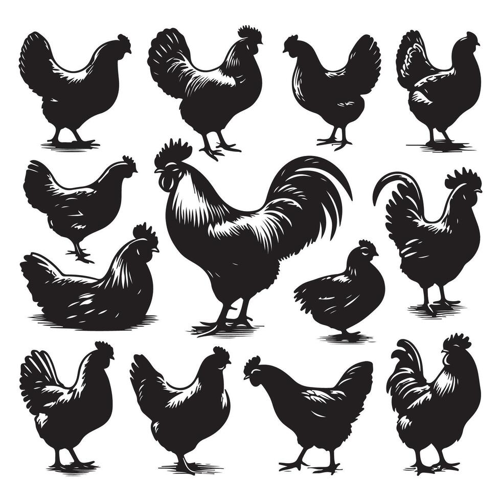 Chicken silhouette collection set vector