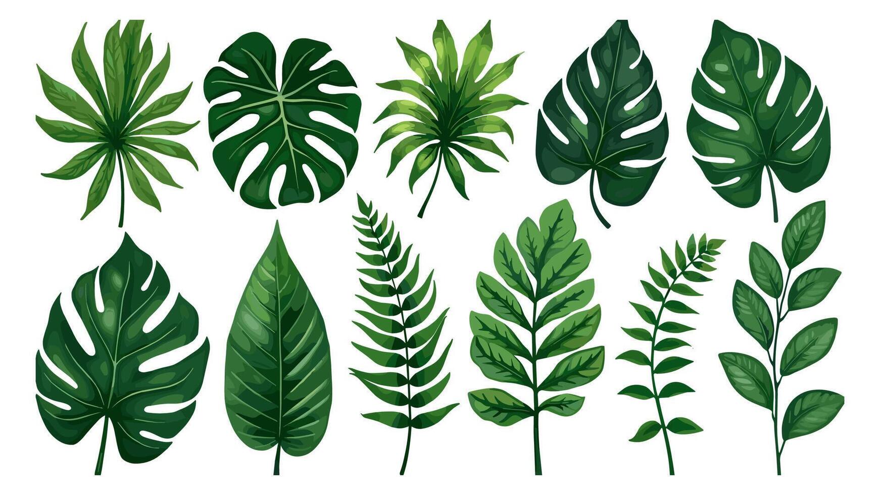 Collection of realistic botanical illustrations of tropical leaves, including Caladium, Fatsia, Calathea, Alocasia, Howea, and liane, set against a white backdrop. vector