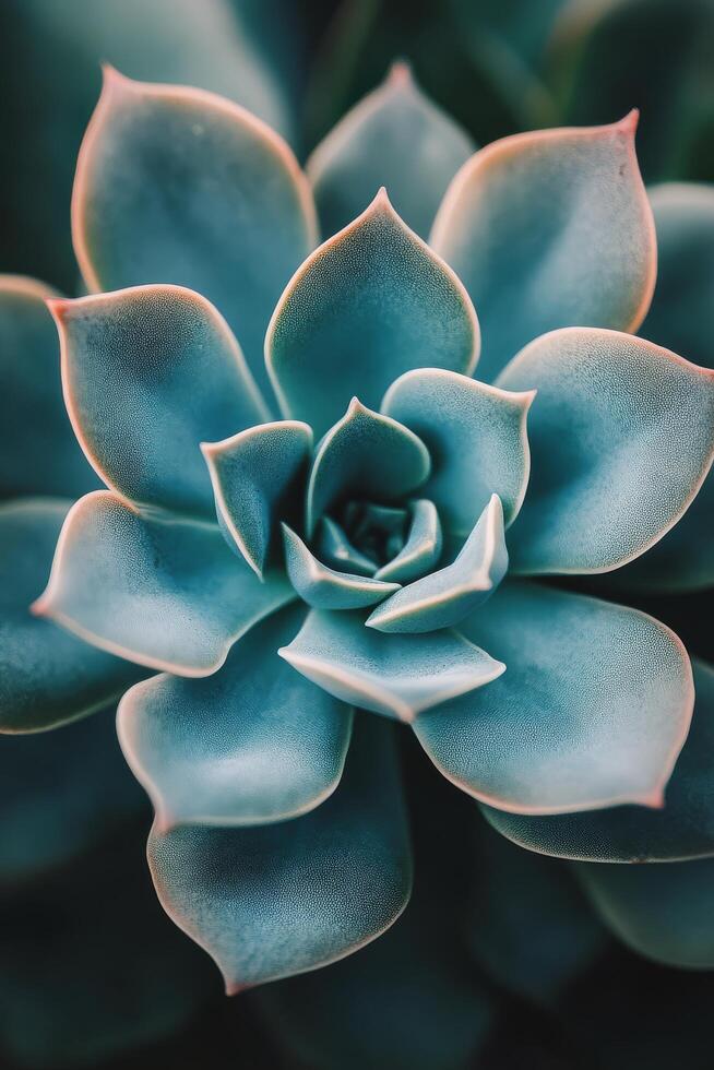 Vibrant succulent close up showcasing its unique colors and patterns in natural lighting photo