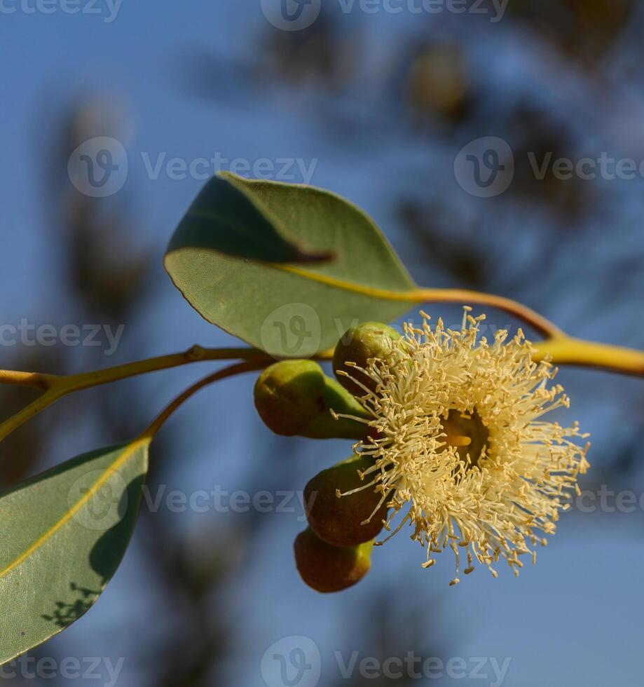 Delicate eucalyptus blossoms emerge under the clear blue sky, showcasing nature intricate design in late spring photo