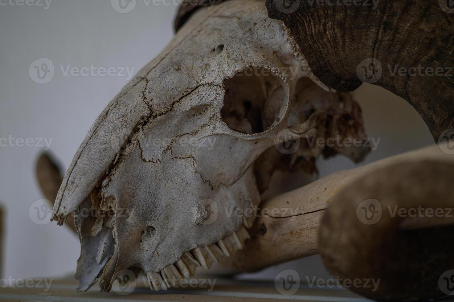 The ancient ram skull resting on a wooden shelf, capturing the essence of nature forgotten stories photo