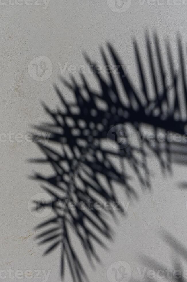 A delicate interplay of palm shadows casting artistic patterns on a textured wall in afternoon light photo